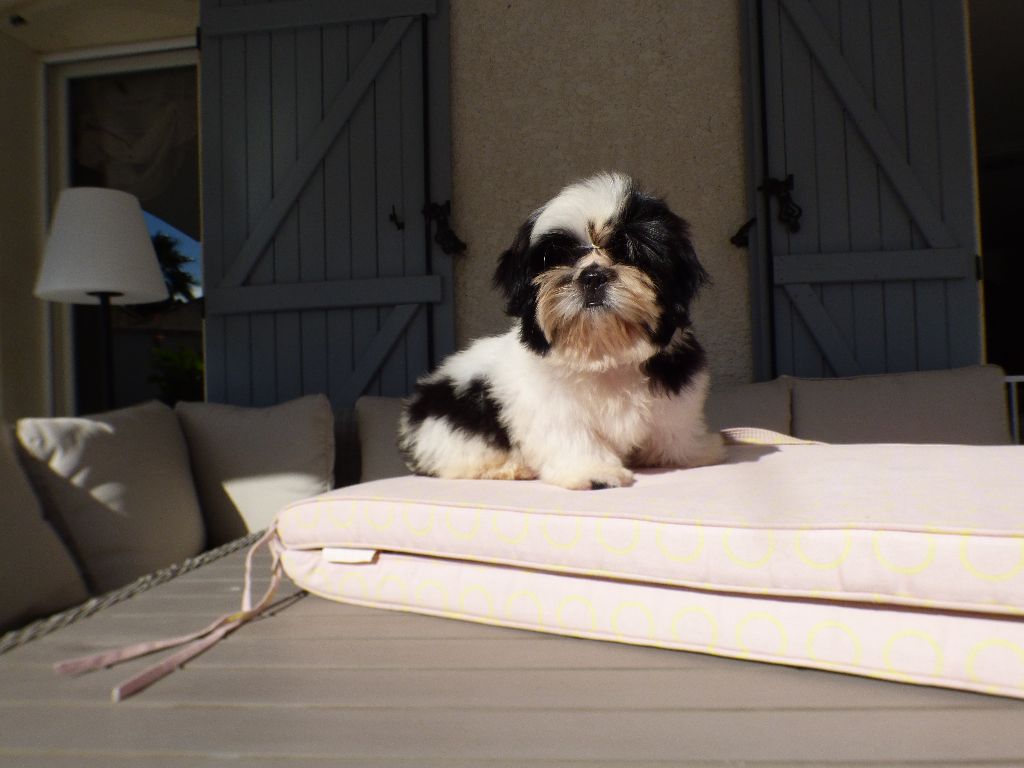 Publication : Made In Albizzia