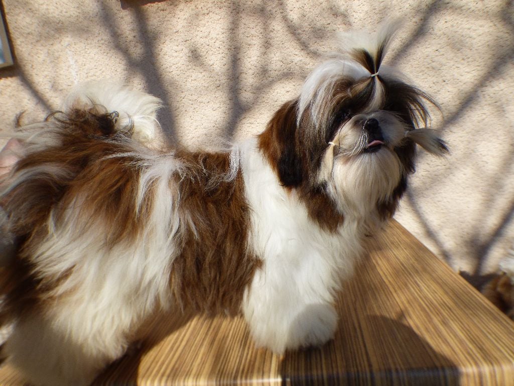 Mahalya Du Domaine Du Shiloh