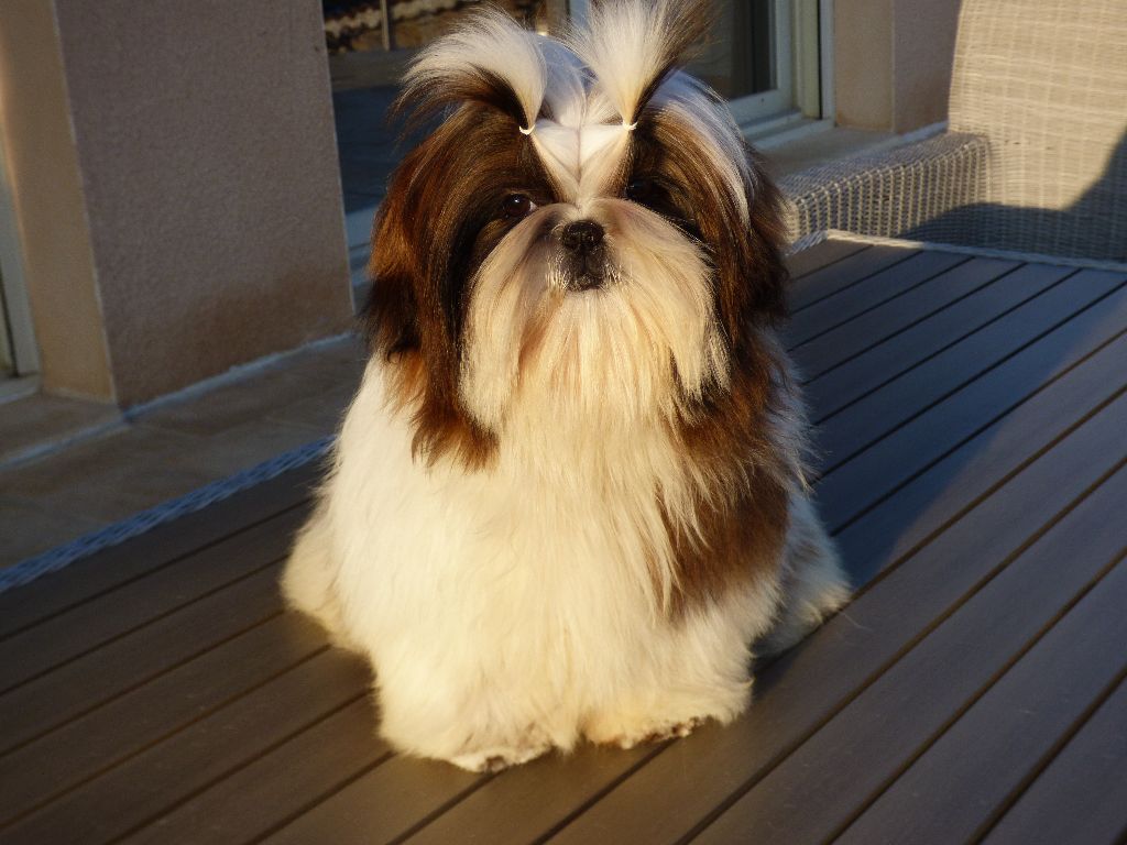 Mahalya Du Domaine Du Shiloh