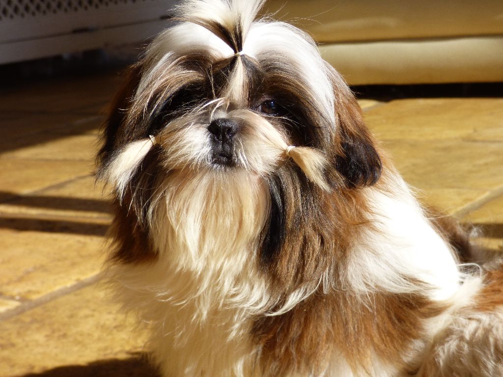 Mahalya Du Domaine Du Shiloh