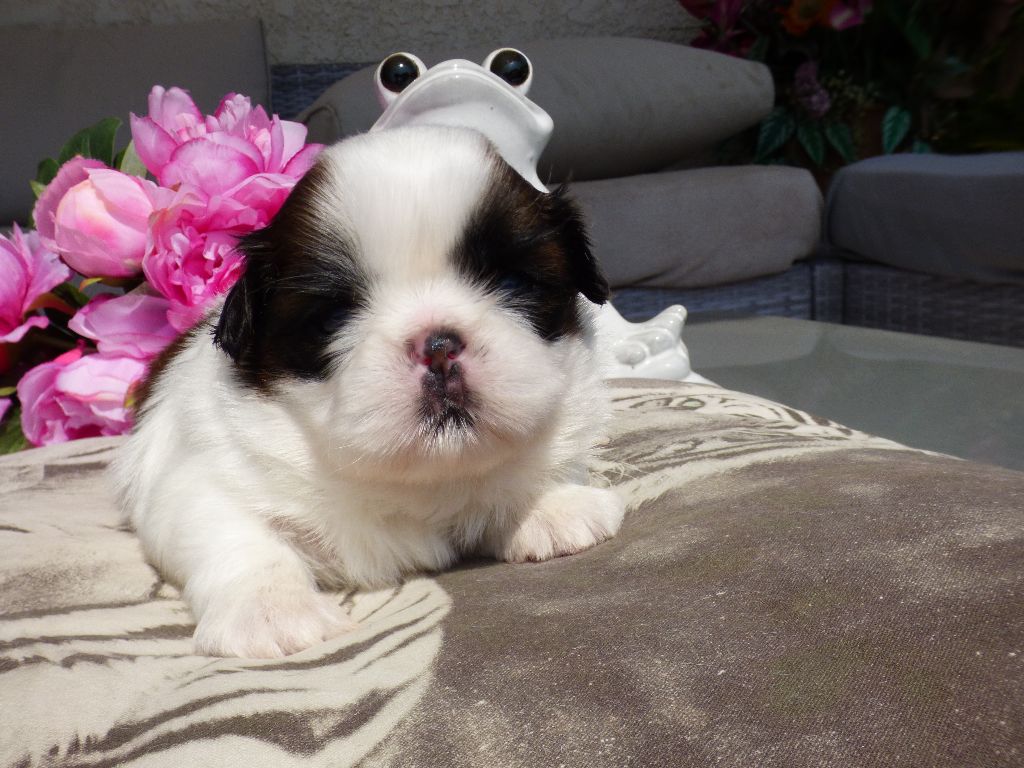 Publication : Du Domaine Du Shiloh