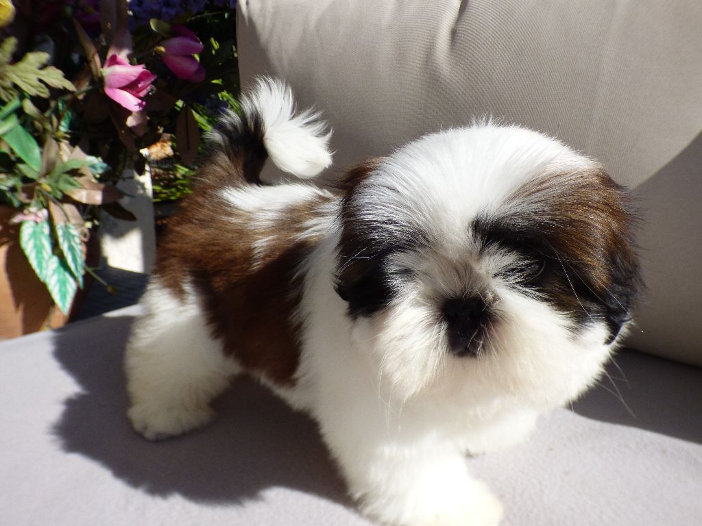 Publication : Du Domaine Du Shiloh