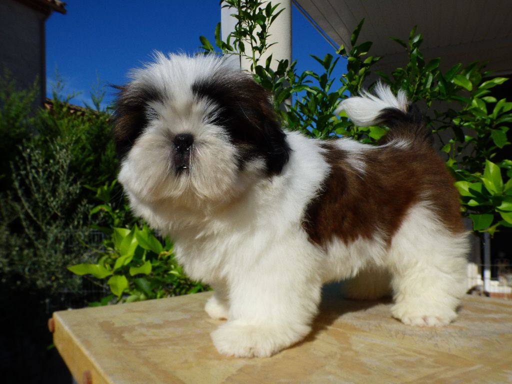 Publication : Du Domaine Du Shiloh