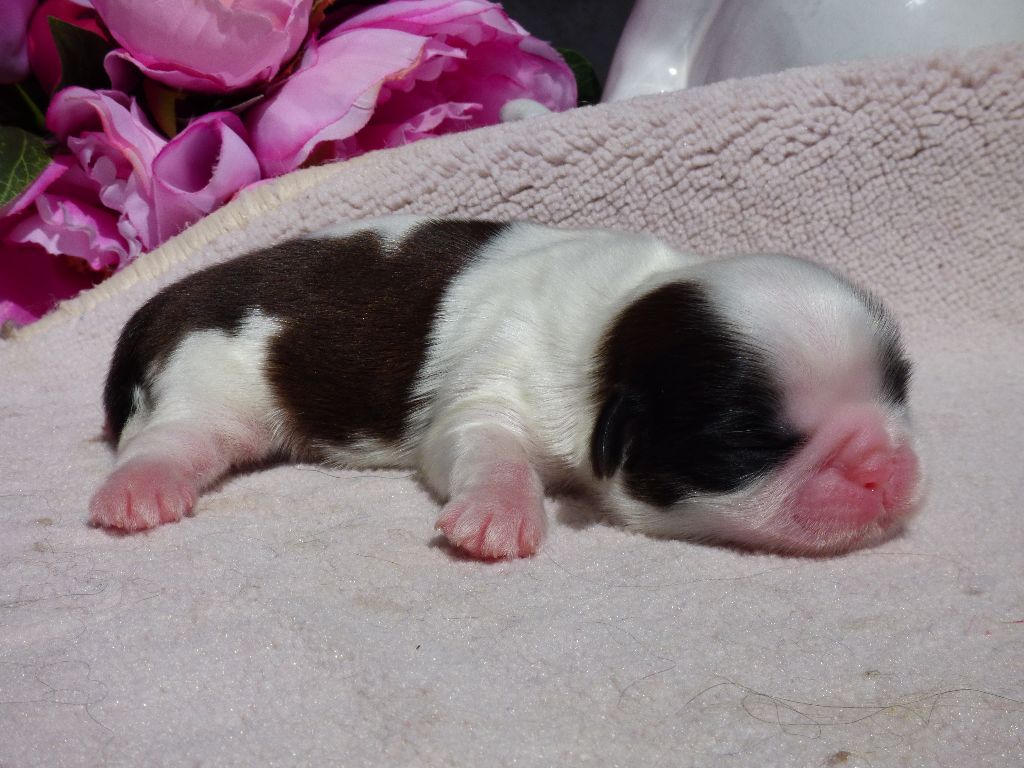 Publication : Du Domaine Du Shiloh