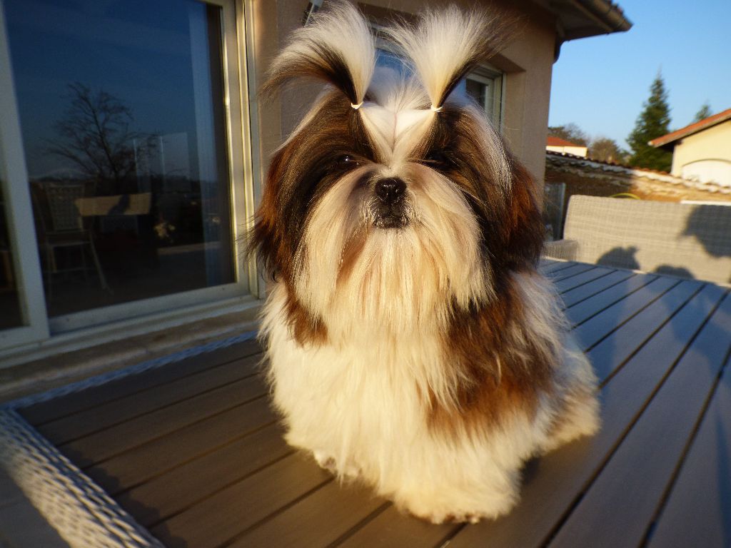 Mahalya Du Domaine Du Shiloh