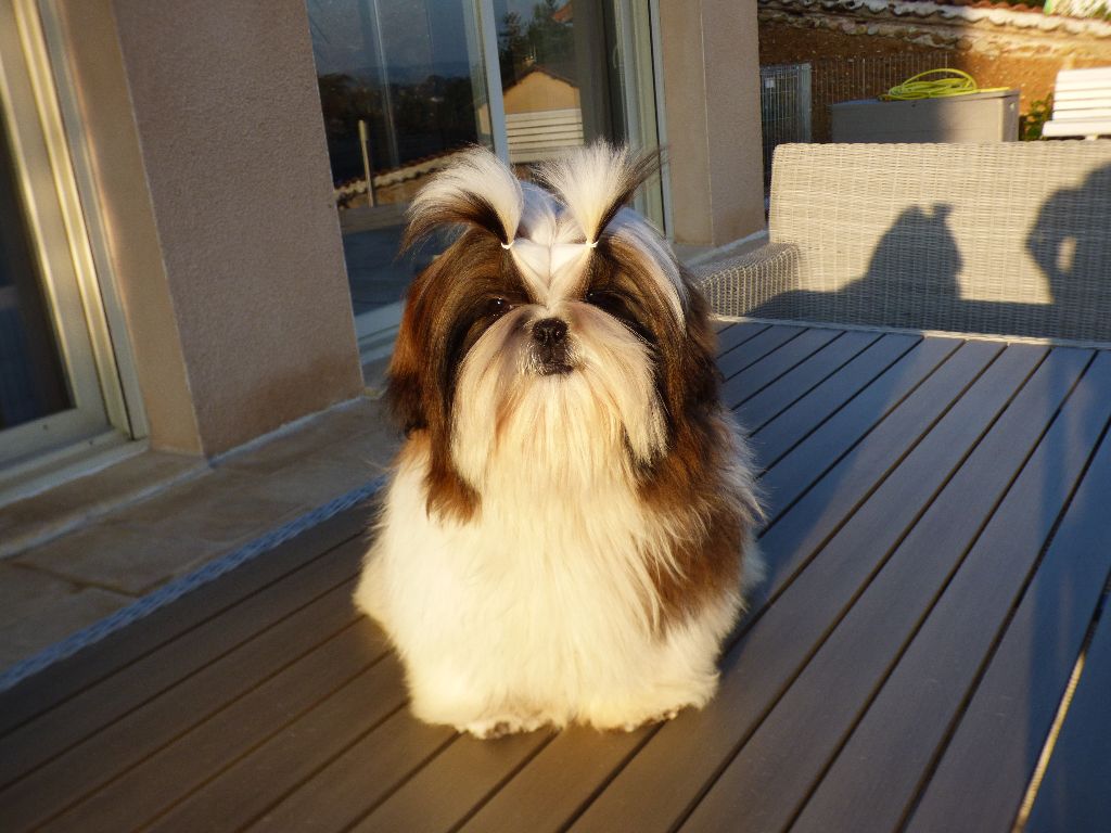 Mahalya Du Domaine Du Shiloh