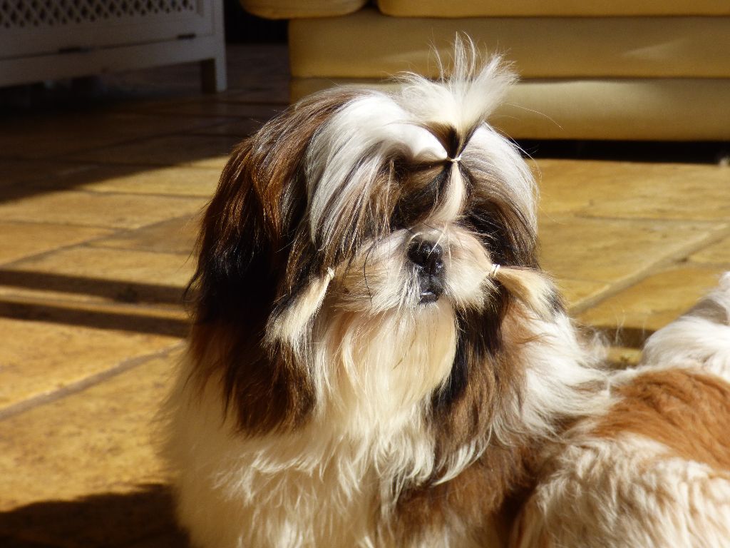 Mahalya Du Domaine Du Shiloh