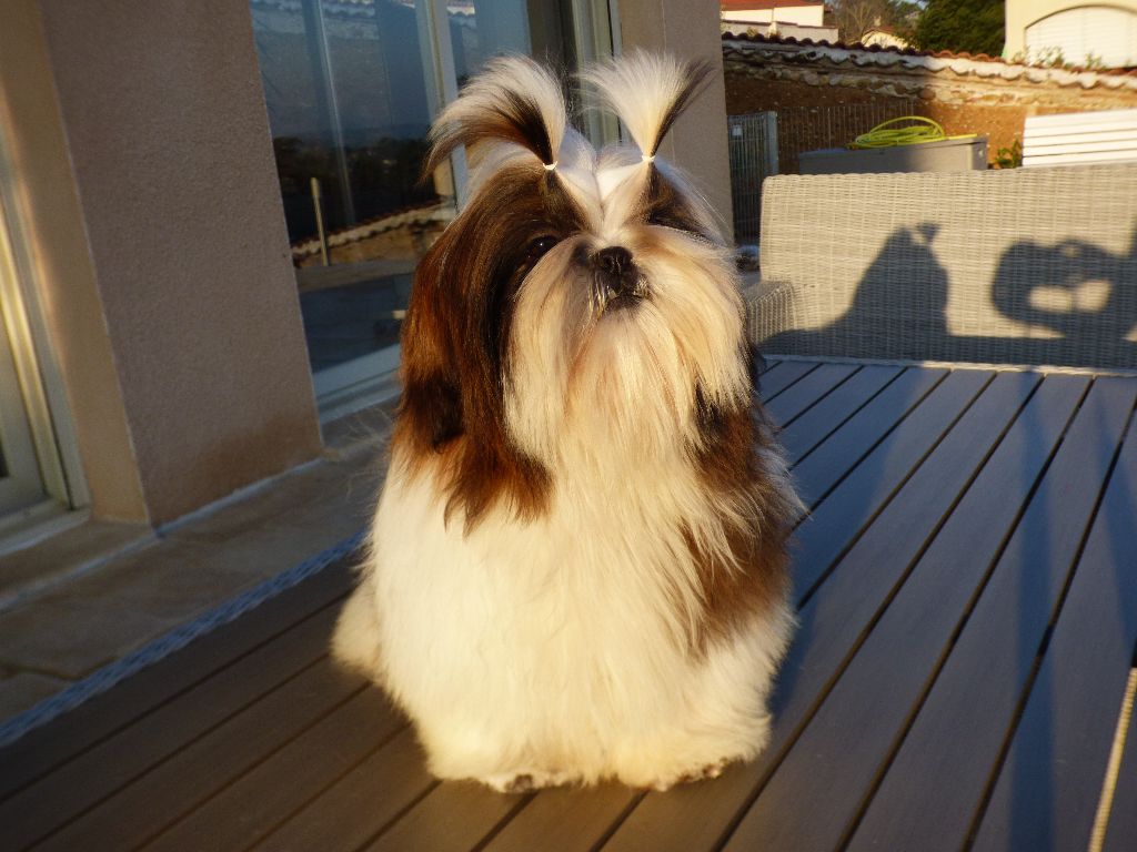 Mahalya Du Domaine Du Shiloh