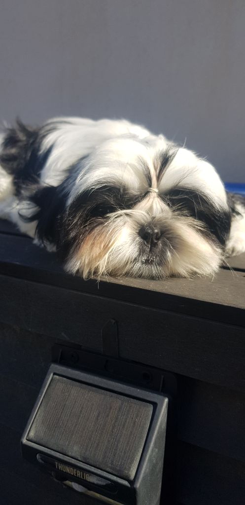 Publication : Du Domaine Du Shiloh