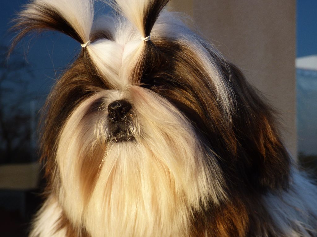 Mahalya Du Domaine Du Shiloh