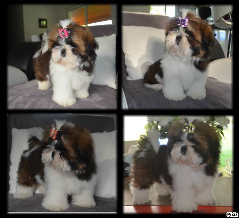 Illary Du Domaine Du Shiloh