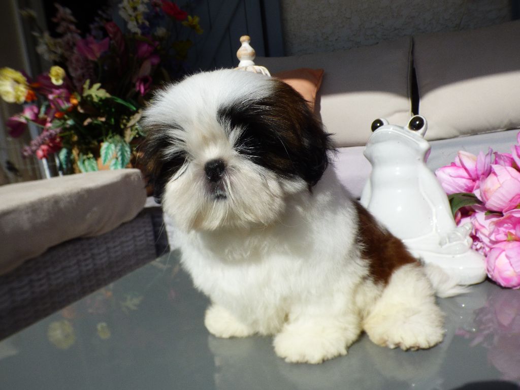 Publication : Du Domaine Du Shiloh