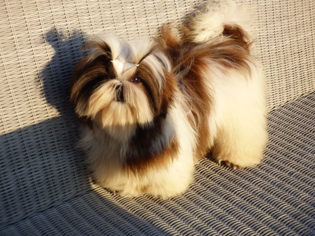 Mahalya Du Domaine Du Shiloh