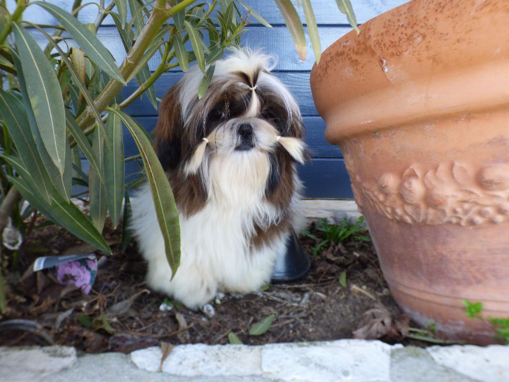 Mahalya Du Domaine Du Shiloh