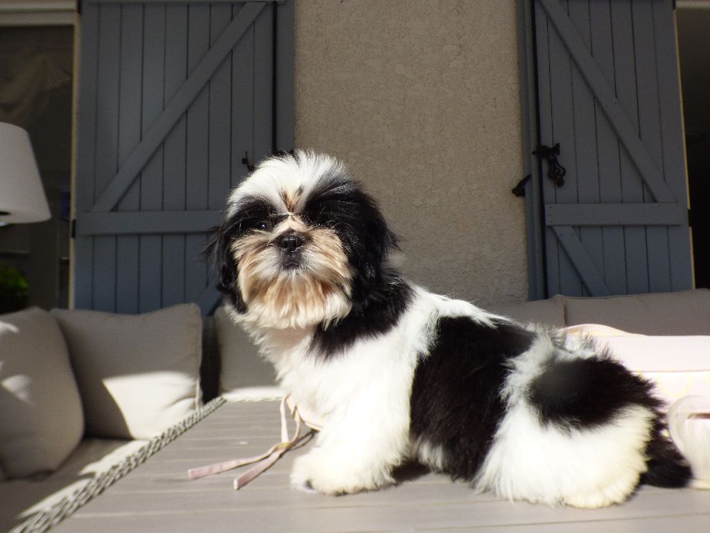 Publication : Made In Albizzia