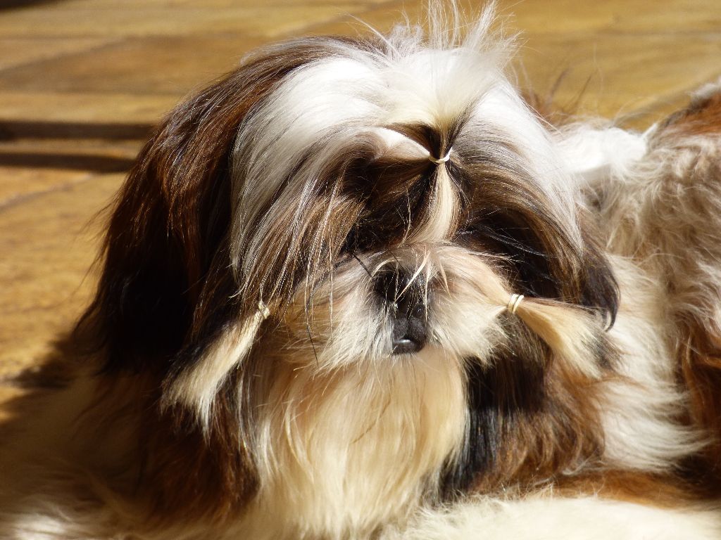 Mahalya Du Domaine Du Shiloh