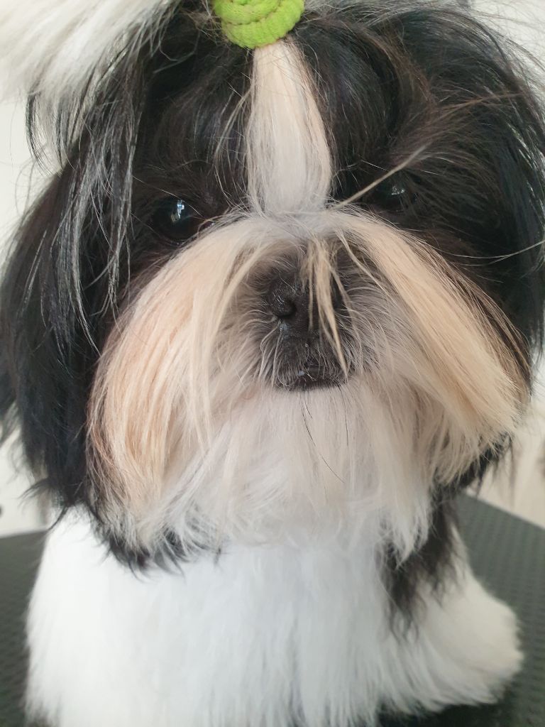 Publication : Du Domaine Du Shiloh