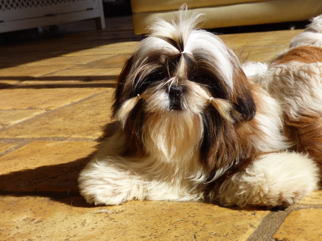 Mahalya Du Domaine Du Shiloh