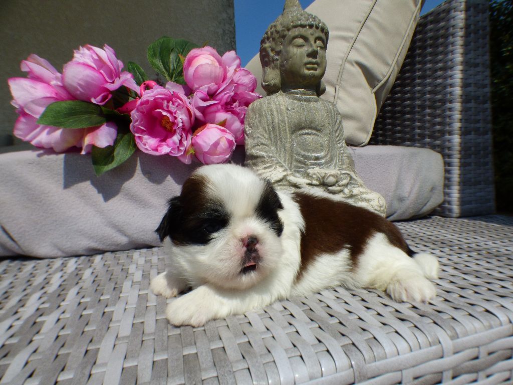 Publication : Du Domaine Du Shiloh