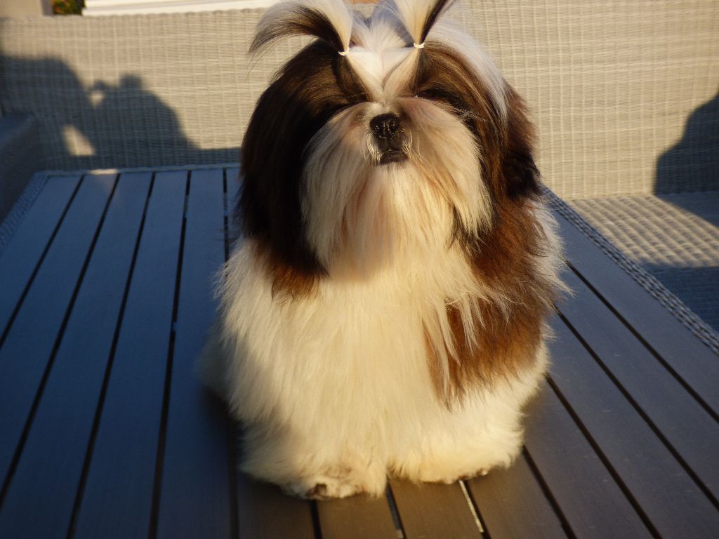 Mahalya Du Domaine Du Shiloh