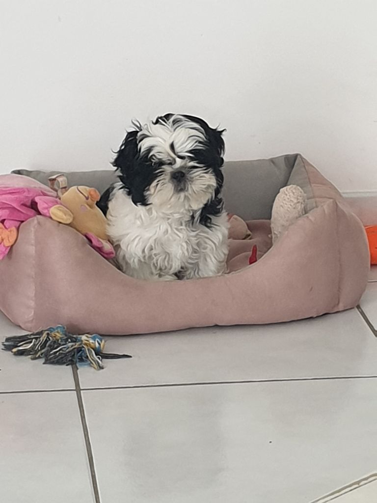 Publication : Du Domaine Du Shiloh