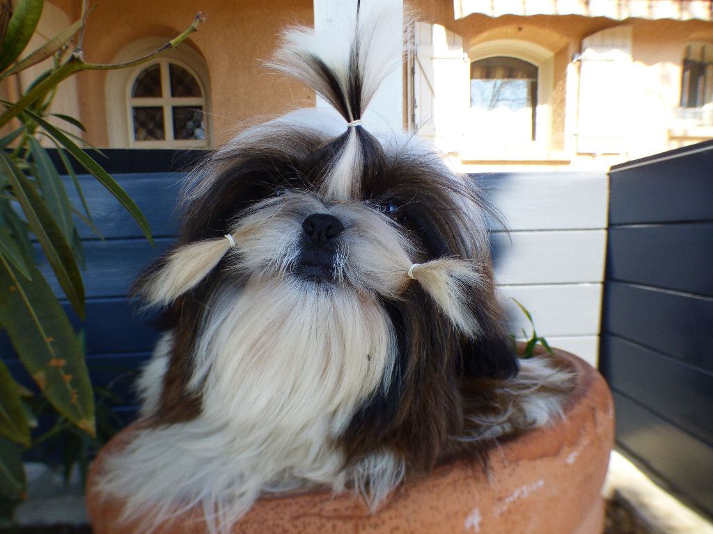 Mahalya Du Domaine Du Shiloh