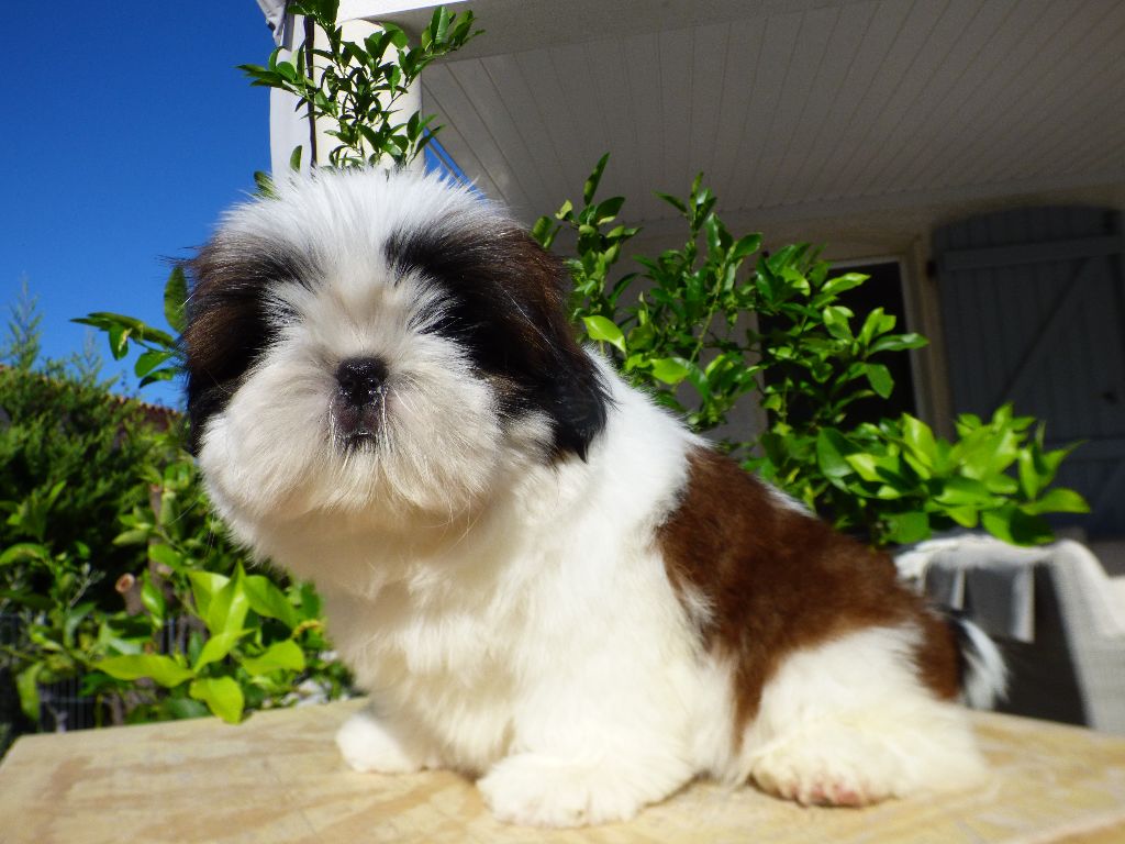 Publication : Du Domaine Du Shiloh