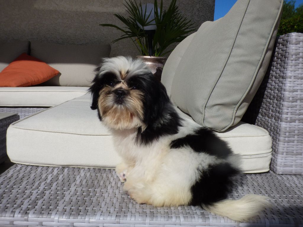 Publication : Made In Albizzia