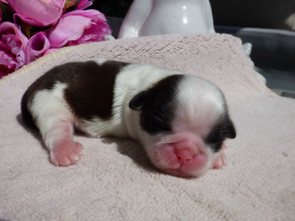 Publication : Du Domaine Du Shiloh