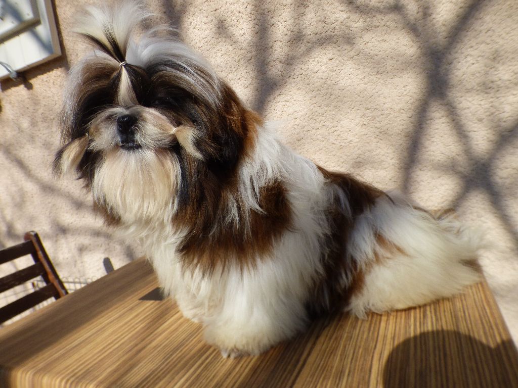 Mahalya Du Domaine Du Shiloh