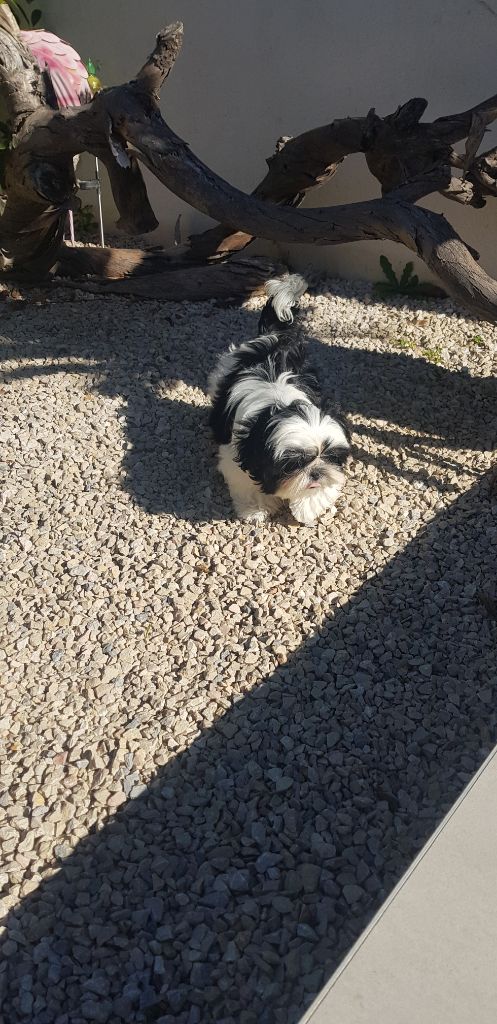 Publication : Du Domaine Du Shiloh