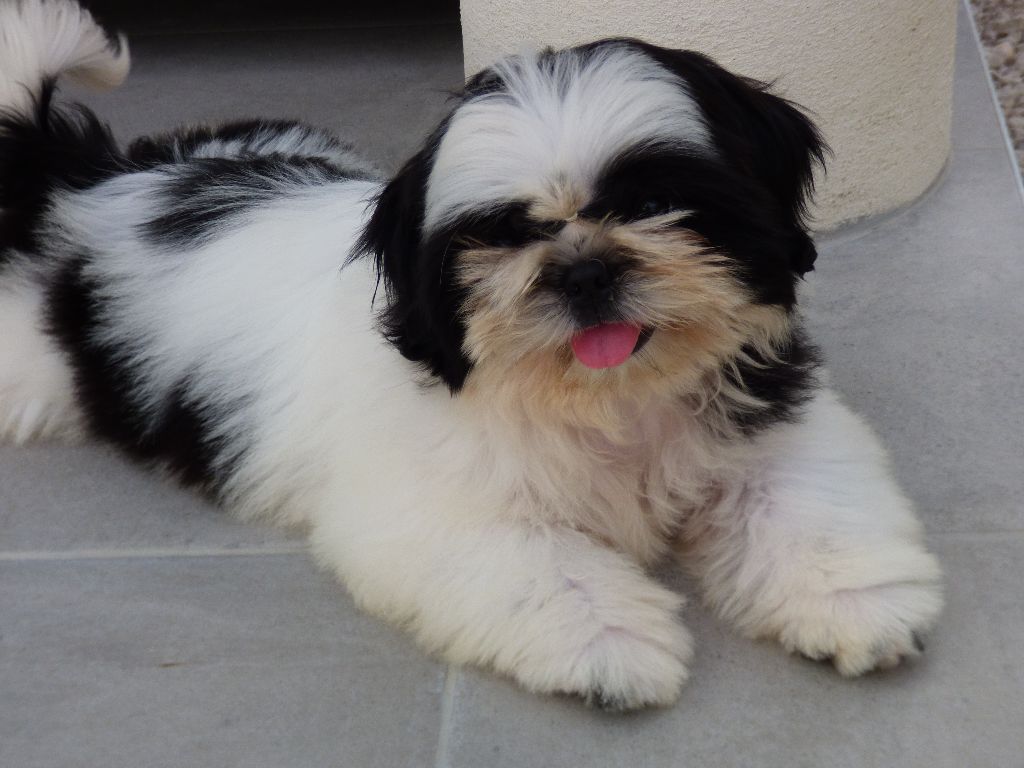 Publication : Made In Albizzia