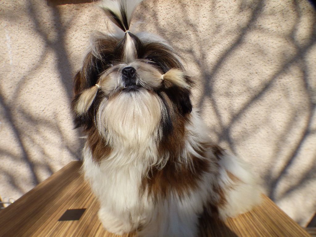 Mahalya Du Domaine Du Shiloh