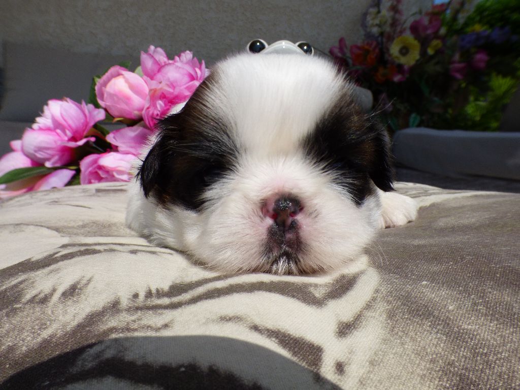 Publication : Du Domaine Du Shiloh