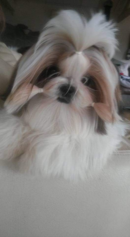 Publication : Du Domaine Du Shiloh