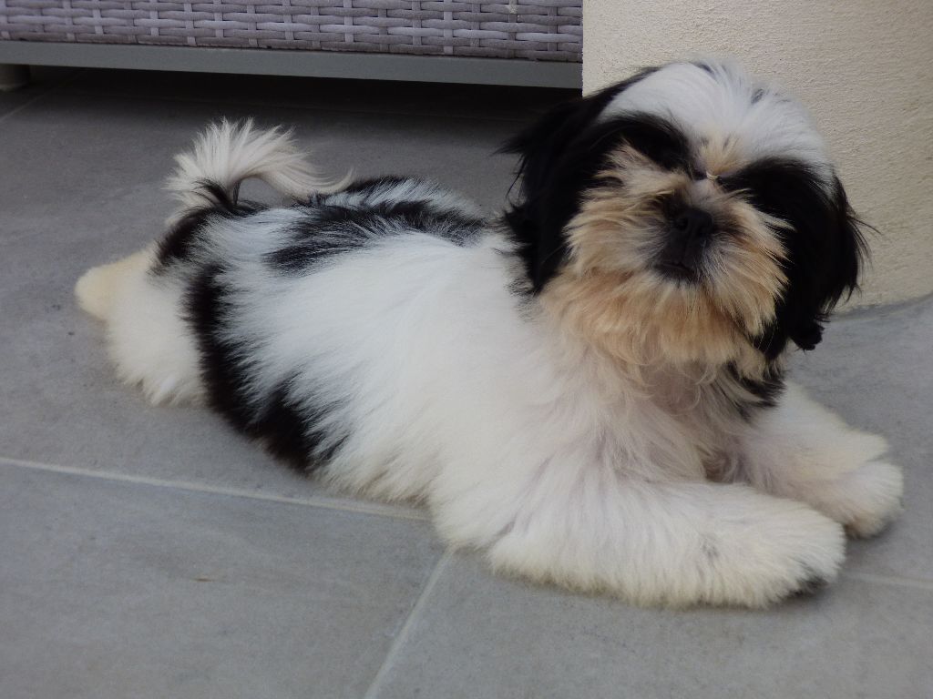 Publication : Made In Albizzia