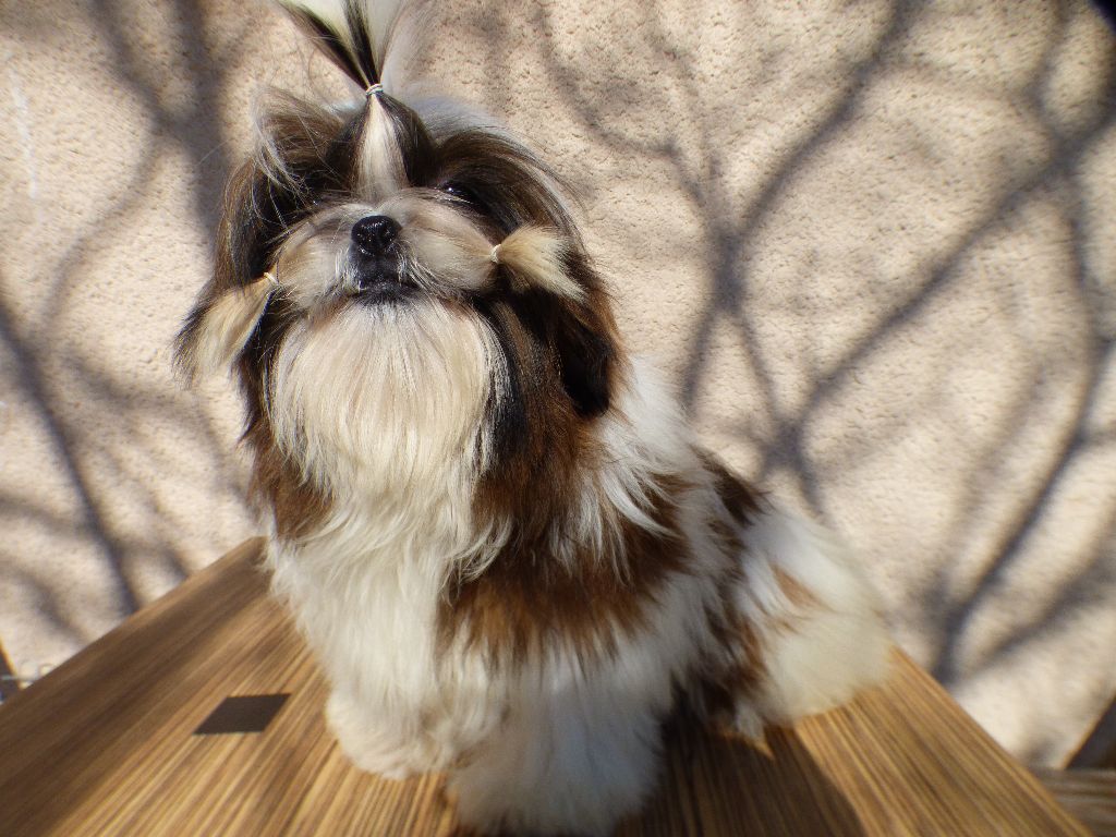 Mahalya Du Domaine Du Shiloh