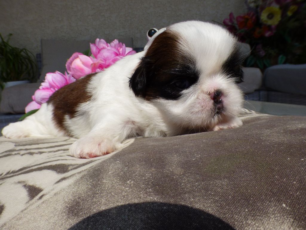 Publication : Du Domaine Du Shiloh