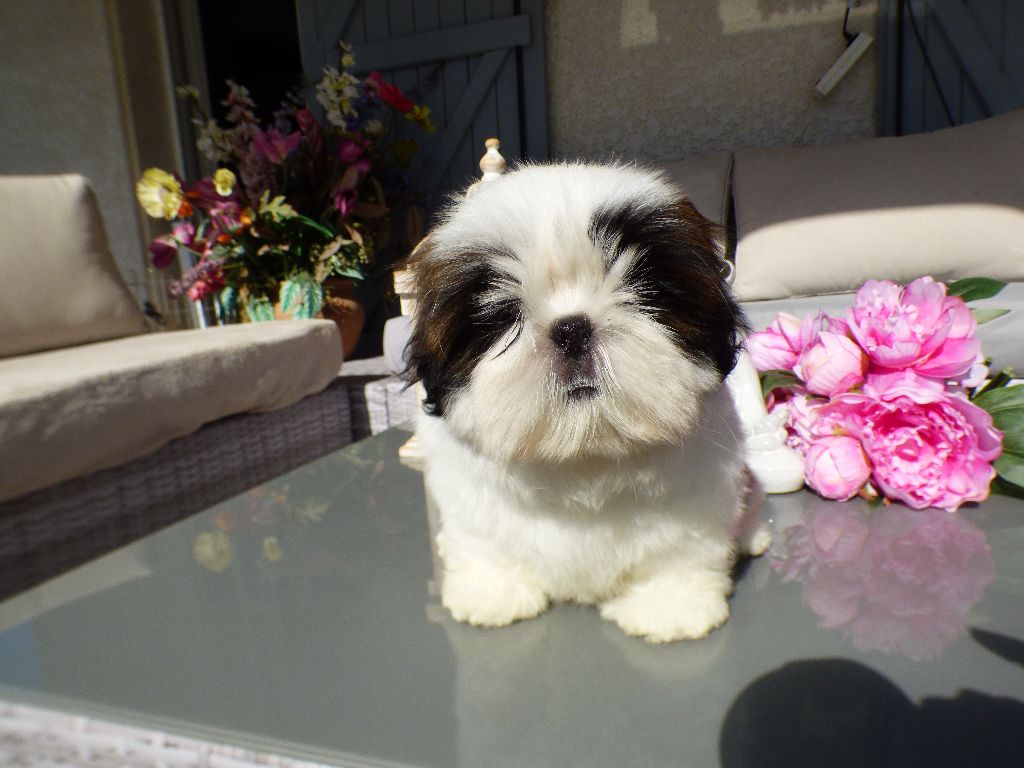 Publication : Du Domaine Du Shiloh