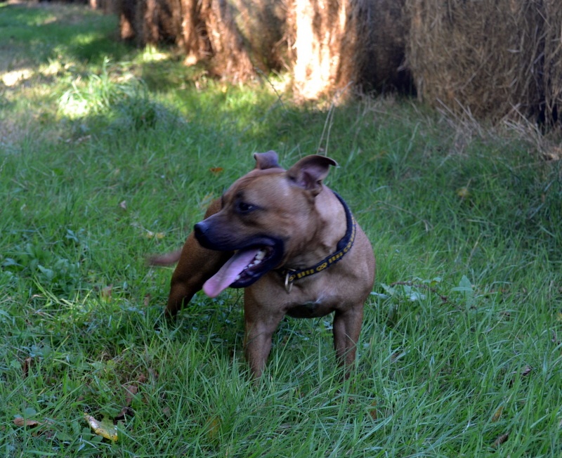 Publication : Speedmaster Staffords Auteur : B.Cupertino