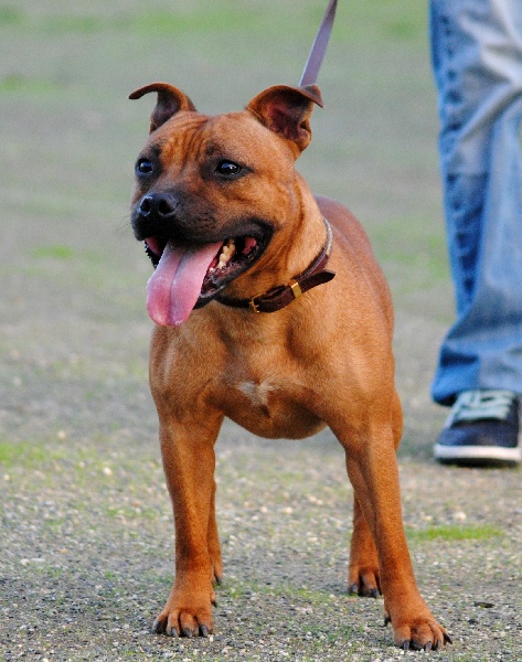 Publication : Speedmaster Staffords Auteur : B.Cupertino