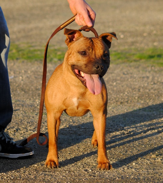 Publication : Speedmaster Staffords Auteur : B.Cupertino