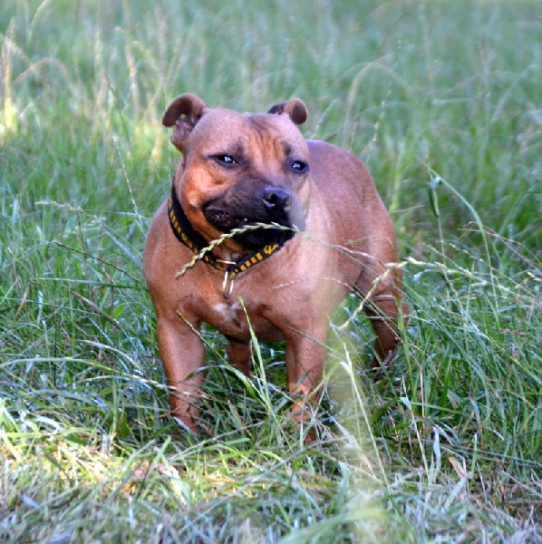 Publication : Speedmaster Staffords Auteur : B.Cupertino