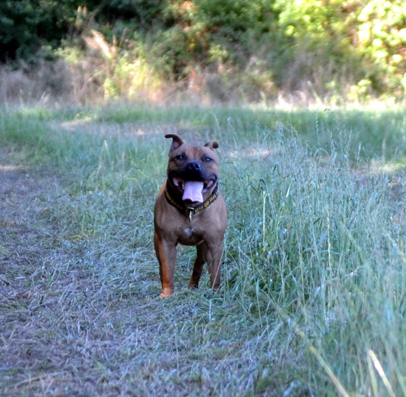 Publication : Speedmaster Staffords Auteur : B.Cupertino