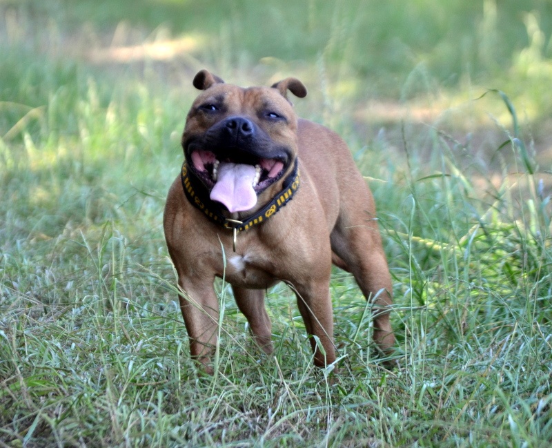 Publication : Speedmaster Staffords Auteur : B.Cupertino