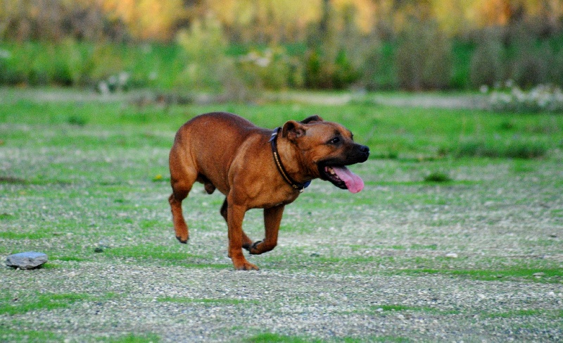 Publication : Speedmaster Staffords Auteur : B.Cupertino