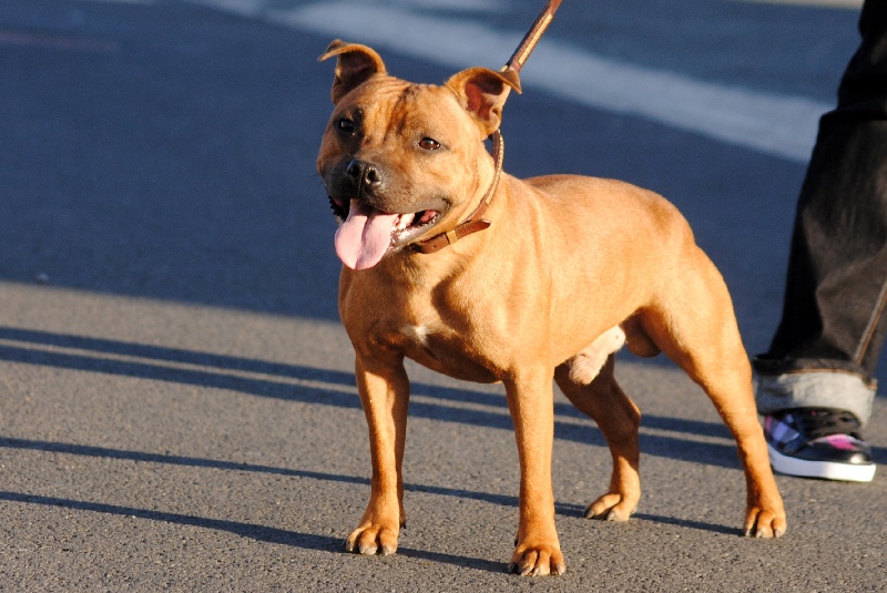 Publication : Speedmaster Staffords Auteur : B.Cupertino