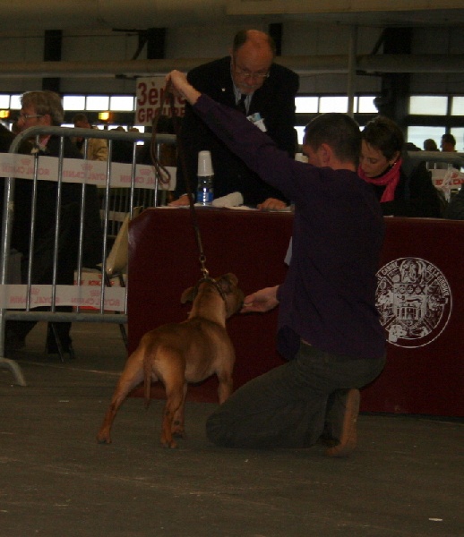 Evansstaff Heartbreaker at speedmaster - TB - Classe Jeune Mâle