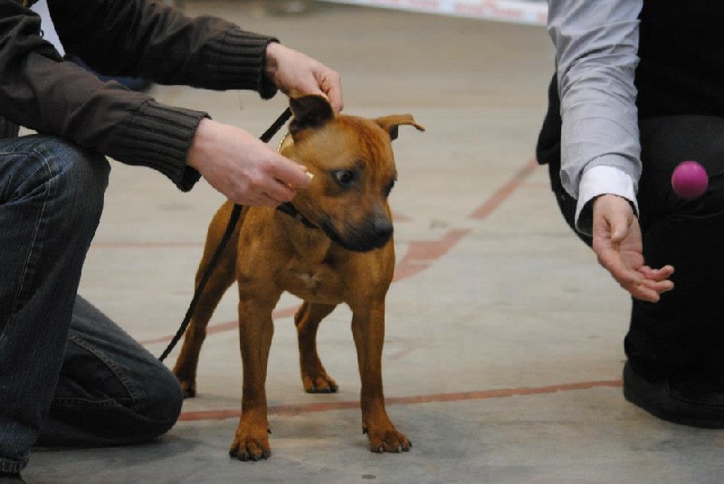 Evansstaff Heartbreaker at speedmaster - 3 eme Excellent - Classe Jeune Mâle