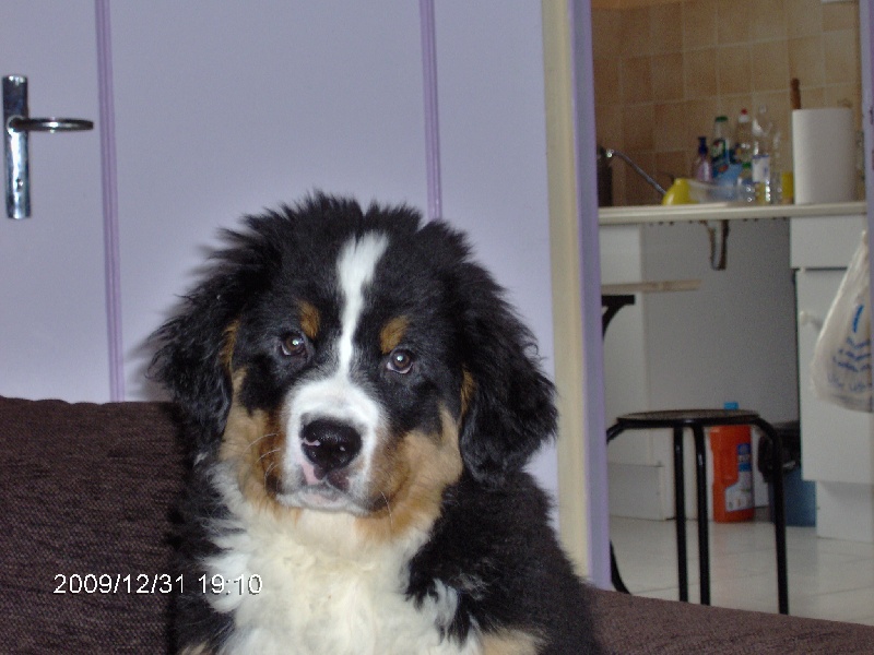 Publication : Du royaume d'Attila